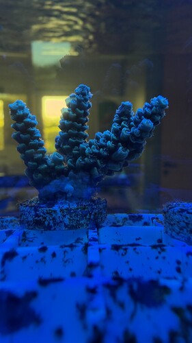 IMG_1968.jpeg