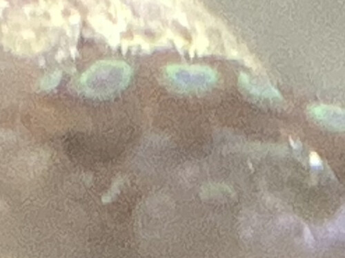 IMG_4333.jpeg