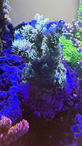 IMG_1985.jpeg