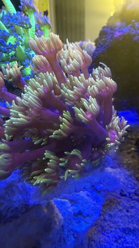 IMG_2051.jpeg