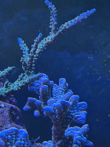 IMG_6498.jpeg