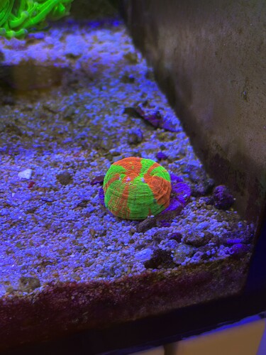 AquaCam_06393183.jpeg