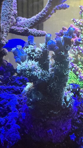 IMG_2131.jpeg