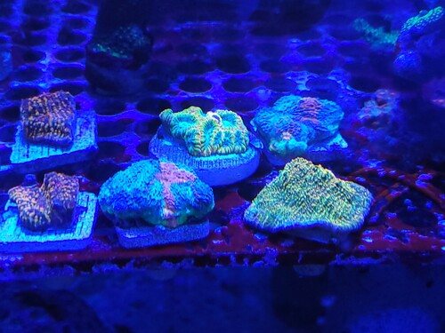 Mine koraller x 2 og en gratis gave fra sælger. Mine er Big R gumdrop echinata  og Echinophyllia cloudberry