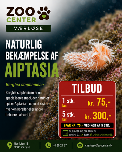 23 06 2026 Aiptasia Final vær.png