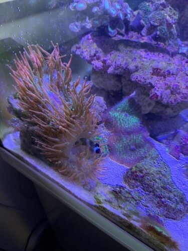 Anemone 5.jpg