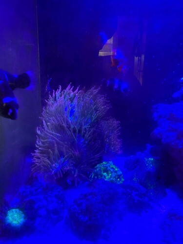 Anemone 3.jpg