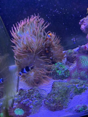 Anemone 1.jpg