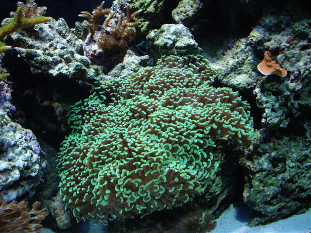 billere fra 2007 -2008 2 007 (Small).jpg