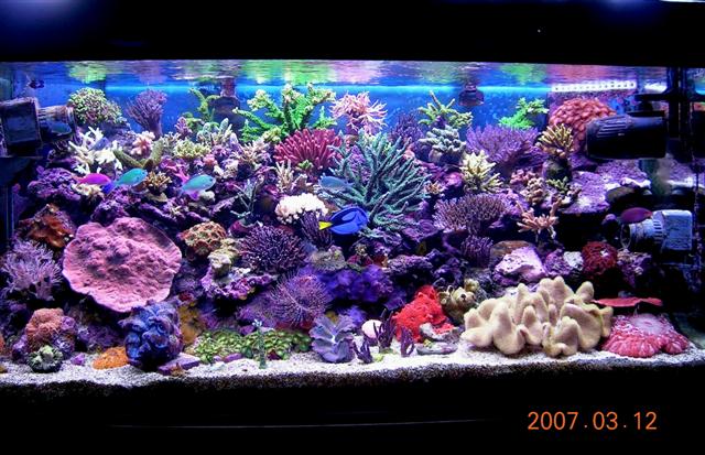 Tank-DSCN7277_(Small)[1].jpg