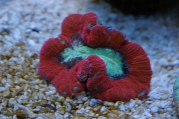 SG1L9547.jpg