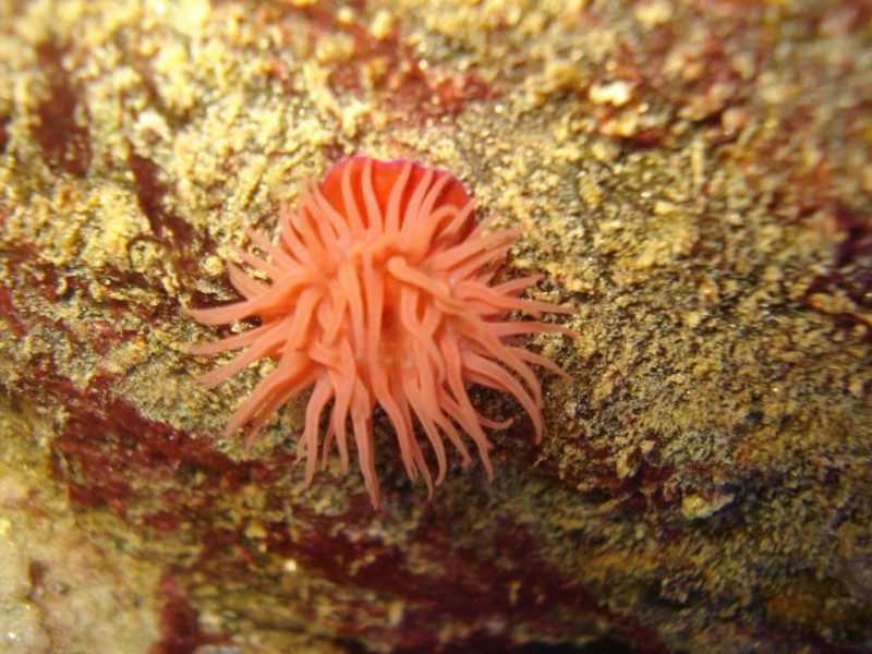 Actinia aquina