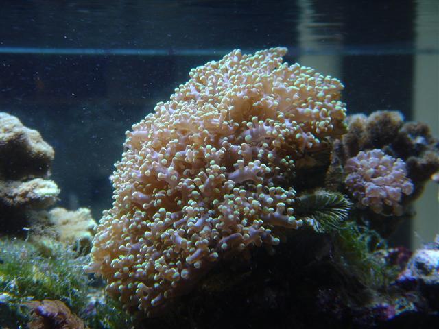 euphyllia hva.JPG