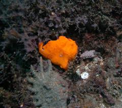 Orange-tudsefisk (WinCE).jpg