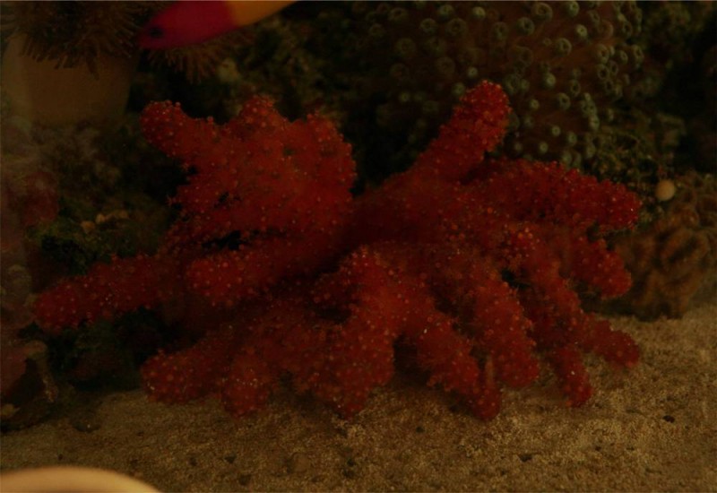 chilikoral2.jpg