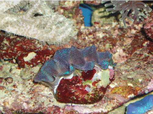 testa0004.jpg