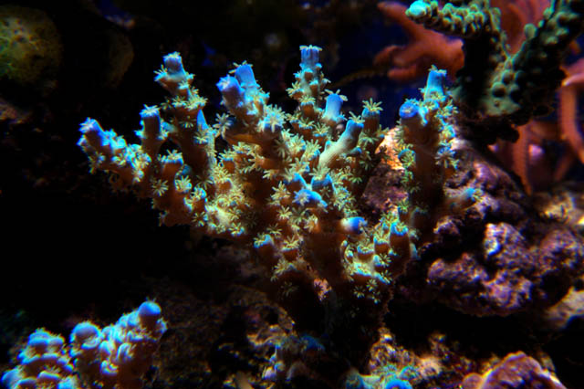 acro-bluetip-joekill (Small) (2).jpg