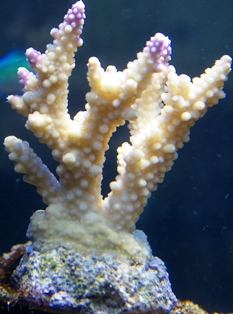 accopora.JPG