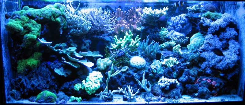 26-9-8-blue.jpg