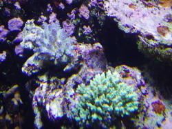 P1010004_resize.JPG