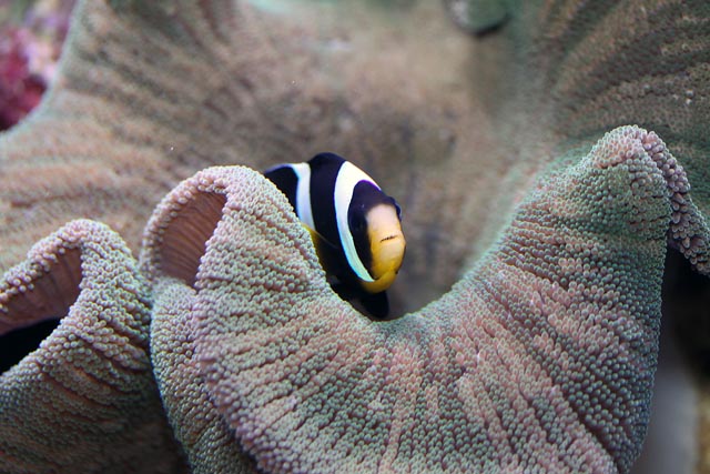 Amphiprion sebae.JPG