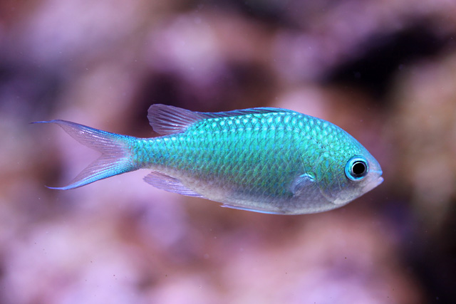 Chromis viridis.jpg