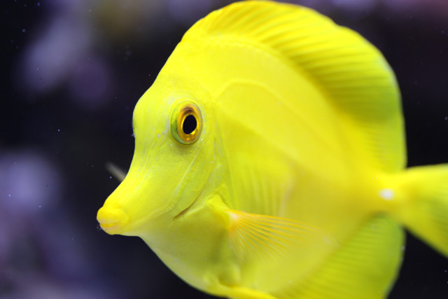 Zebrasoma flavescens.jpg