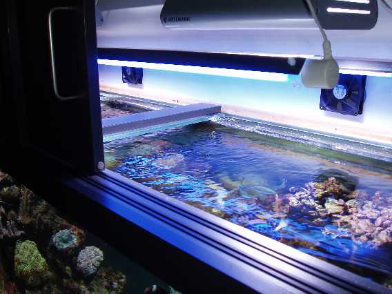 Belysning er 2 stk. Giesemann Nova II 250W HQI med Giesemann  Megachrome Marine 12500 K brændere. Desuden er der 2 stk. 36W T8 blå lysstofrør.
<br />
<br />Blæserne er 92mm. I toppen af lyskassen har jeg skåret ud til yderligere to blæsere lige over lamperne. Blæse
