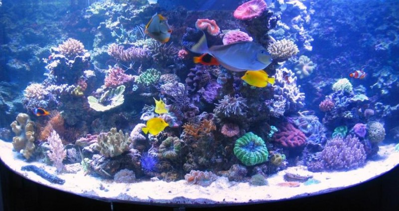 Reef keramik