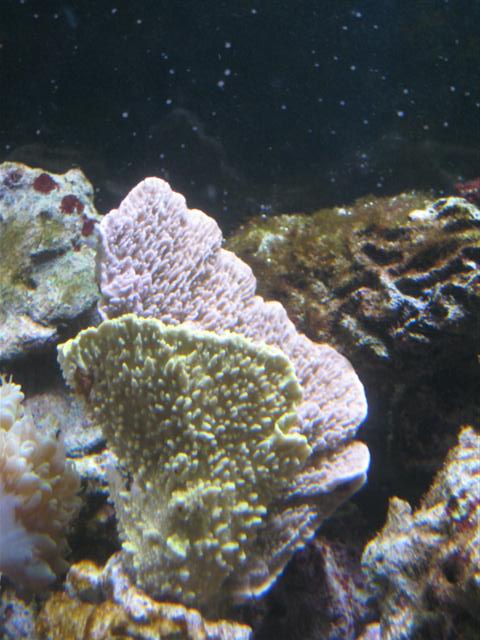 Flotte plader. Gul og lilla. Montipora ???