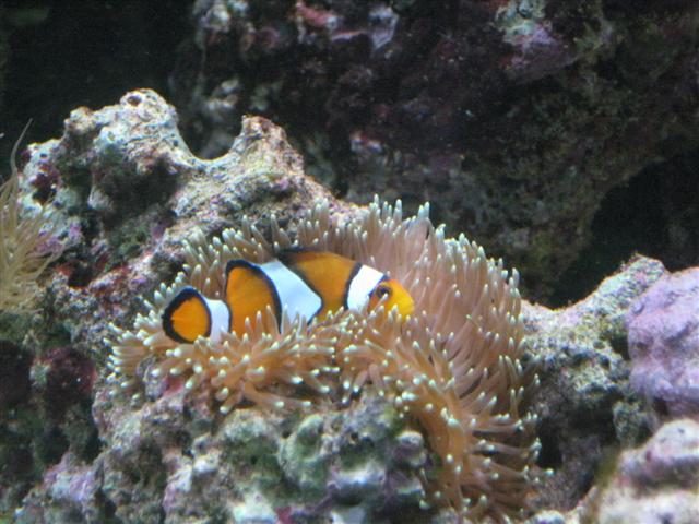 Mine gamle klovnfisk overlevede også sammen med anemonen...
