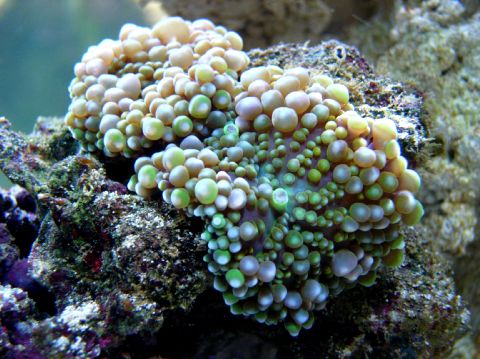 Ricordea florida