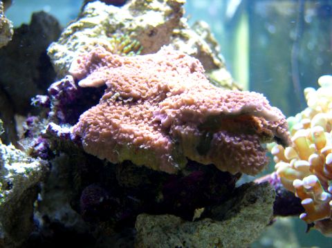 montipora