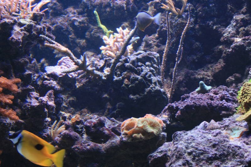 Find millipora'en