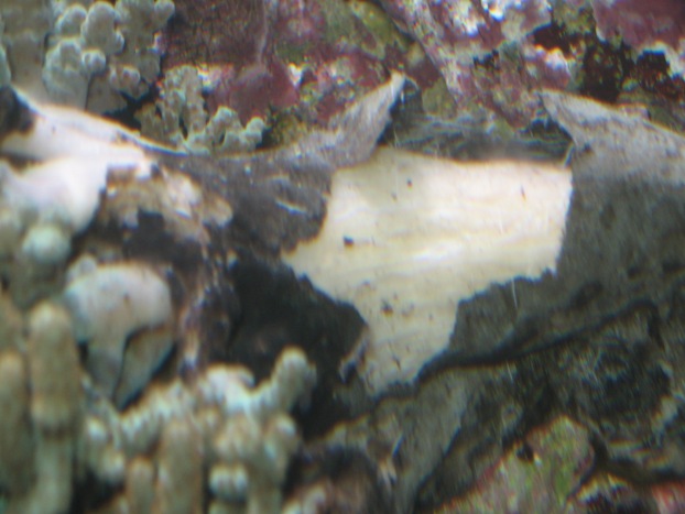 Koral 002v2.jpg