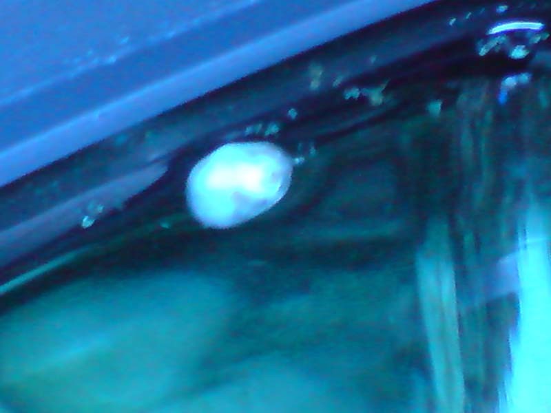 DSC00504.JPG