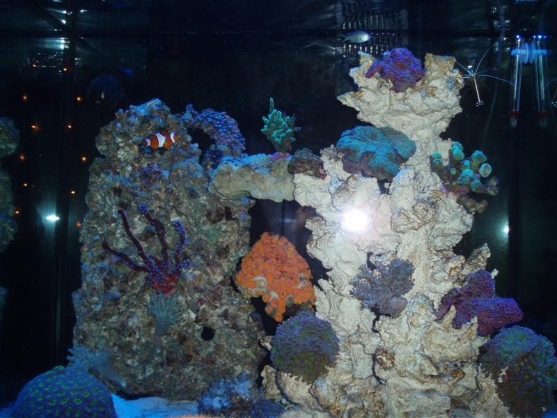 solkoral 001 (Medium).jpg