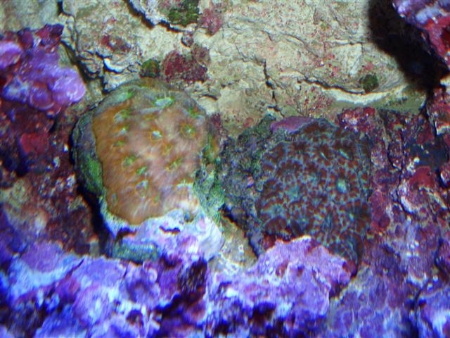 Acanthastrea echinata-faviaformis+lord (Small).JPG