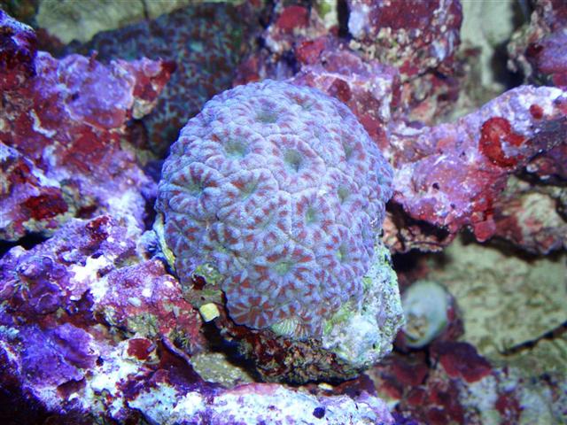 Acanthastrea lordhowensis (Large) (Small).JPG