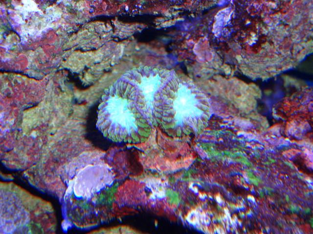 Blastomussa Wellsi (Small).JPG