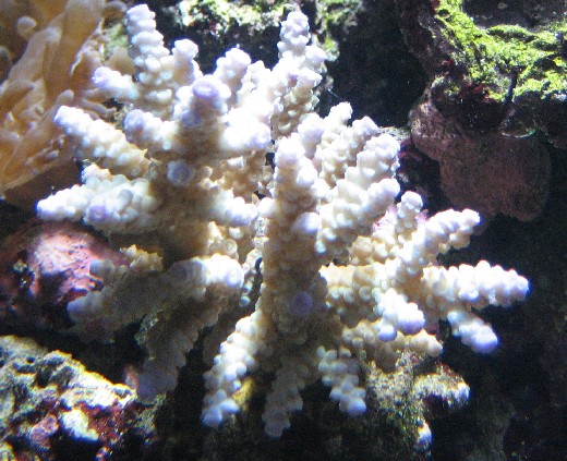 Ny Acropora