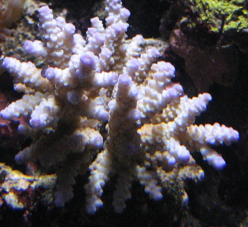 ny Acropora