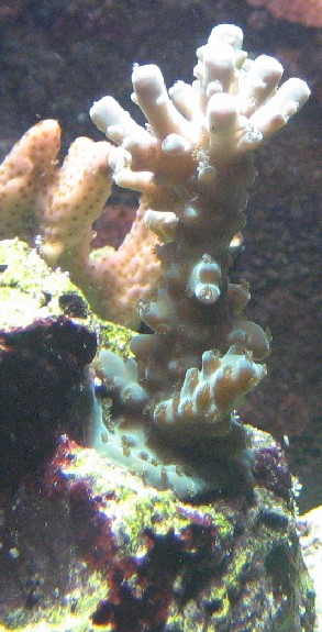 lys grøn Acropora