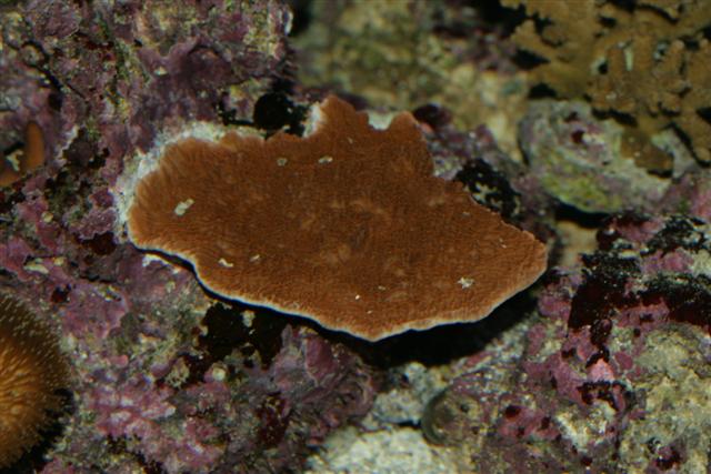 Montipora