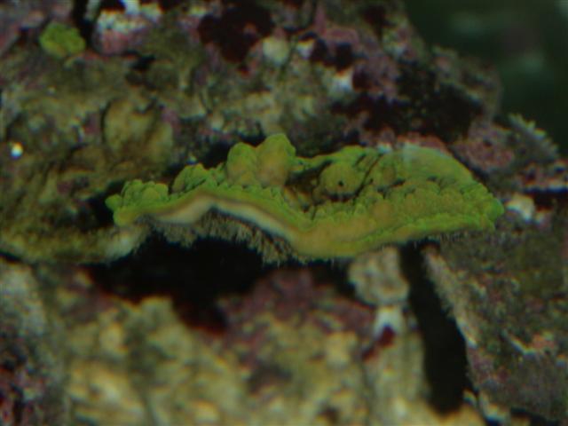 Grøn montipora
