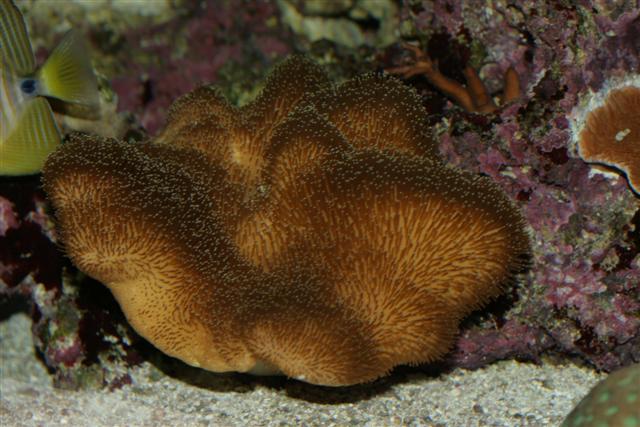 Sarcophyton sp.