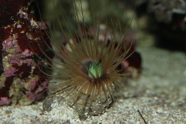 Rør anemone