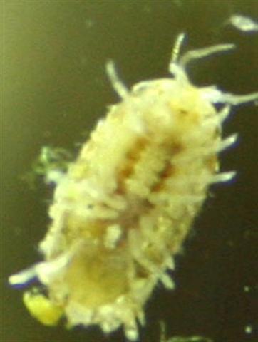 Id hos Bo (Small).jpg