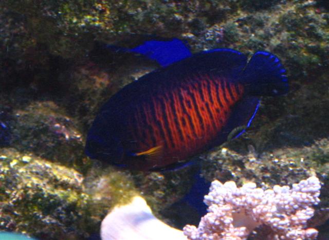 Billede 217_1 (Small).JPG