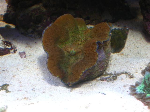 Billede 156 (Small).jpg